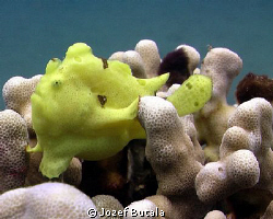baby frog fish,White rock,Wailea,Maui,canon SD750 by Jozef Butala 